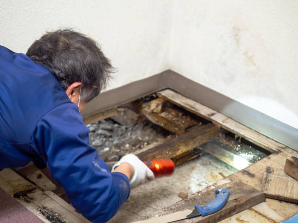 Best Mold Cleaning Services  in Janesville, CA