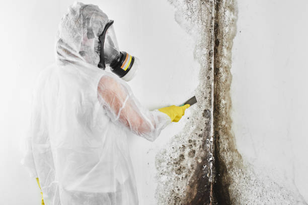 Trusted Janesville, CA Mold Removal Experts