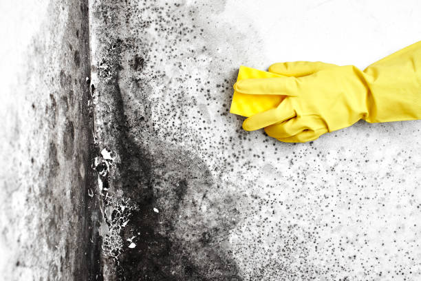 Best Mold Damage Repair  in Janesville, CA