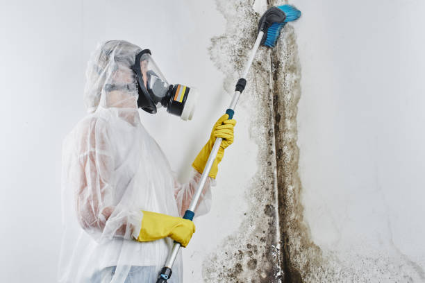 Best Mold Remediation  in Janesville, CA