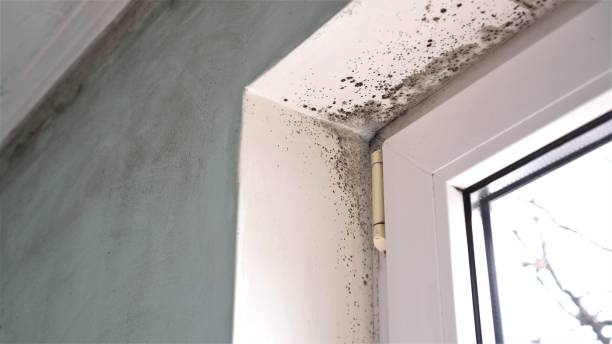 Best Affordable Mold Removal  in Janesville, CA