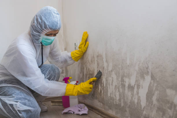 Certified Mold Removal in Janesville, CA