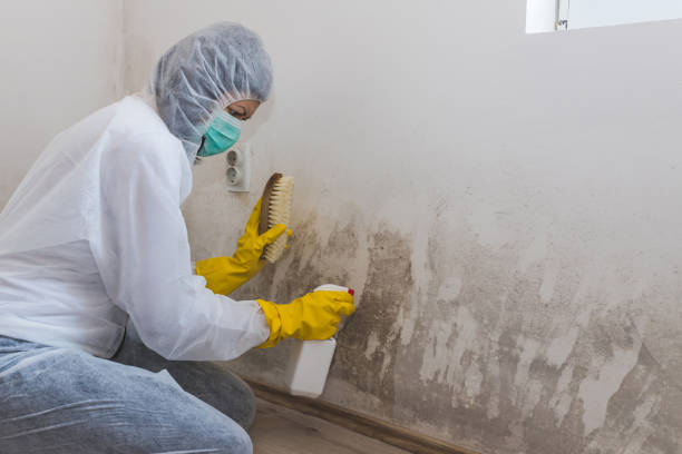 Best Professional Mold Removal  in Janesville, CA