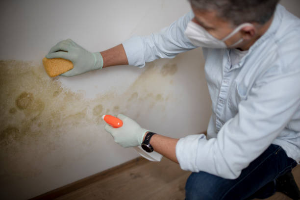 Best Commercial Mold Removal  in Janesville, CA