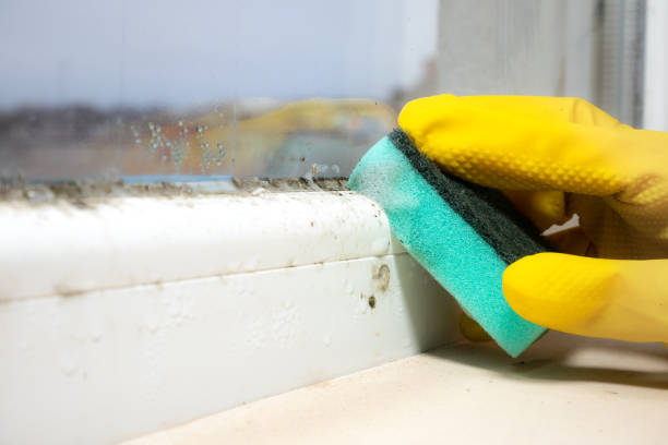 Best Home Mold Removal  in Janesville, CA