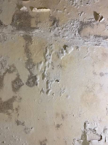 Best Mold Testing  in Janesville, CA