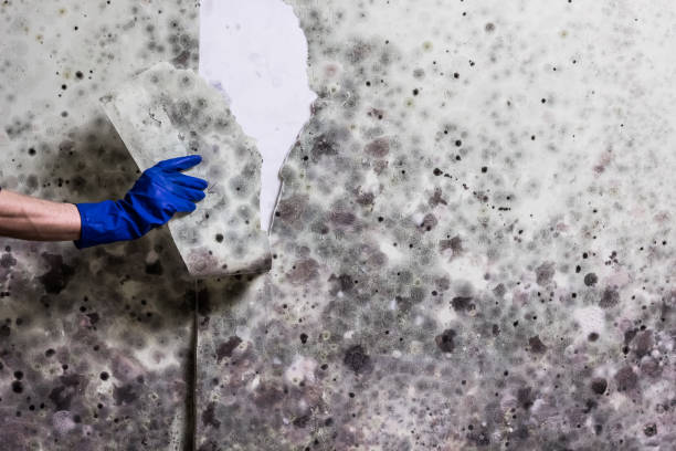Best Certified Mold Removal  in Janesville, CA