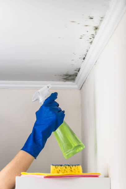Best Professional Mold Removal  in Janesville, CA